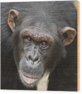 Chimpanzee Portrait Ol Pejeta Wood Print