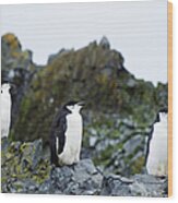Chinstrap Penguins Pygoscelis #1 Wood Print