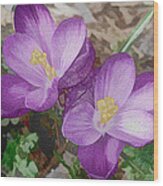 Crocus  #1 Wood Print