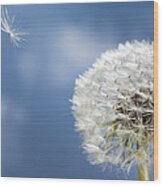 Dandelion Seed Being On The Wind  Oregon #1 Wood Print