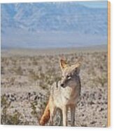 Desert Coyote Wood Print