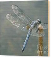 Dragonfly On Stick Wood Print