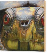 Eastern Box Turtle 2 Wood Print