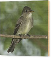 Eastern Wood Pewee #1 Wood Print