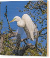 Egretta Thula #1 Wood Print