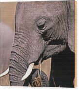 Elephant Eating Grass #1 Wood Print