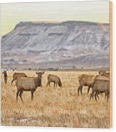 Elk Herd Grazing Rocky Mountain Foothills Wood Print