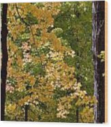 Fall Maples Wood Print