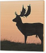 Fallow Deer Buck At Sunset Denmark #1 Wood Print