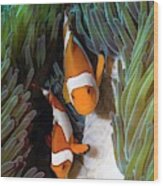 False Clownfish Spawning #1 Wood Print