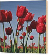 Field Of Red Tulips Wood Print