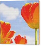 Floating Orange Tulips 01 Wood Print