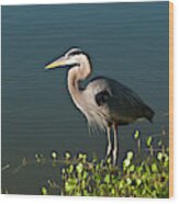 Florida, Venice, Great Blue Heron #1 Wood Print