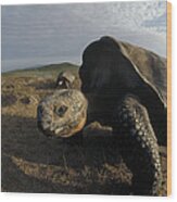 Galapagos Giant Tortoises On Alcedo #1 Wood Print
