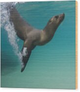 Galapagos Sea Lion Swimming Ecuador Wood Print