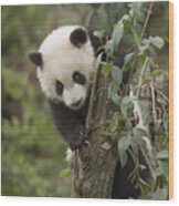 Giant Panda Cub Chengdu Sichuan China #1 Wood Print