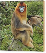 Golden Snub-nosed Monkey Male China #1 Wood Print