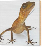 Goldenscale Anole Suriname #1 Wood Print