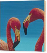 Greater Flamingo Phoenicopterus Ruber #2 Wood Print