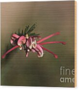 Grevillea Flower #1 Wood Print