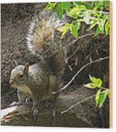 Grey Squirrel  #2 Wood Print