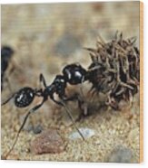 Harvester Ant #1 Wood Print
