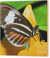 Hecale Butterfly #1 Wood Print