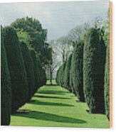 Hedge In A Formal Garden, Hinton Ampner #1 Wood Print
