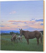 Horses In The Meadow #1 Wood Print