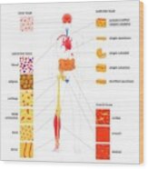 Human Body Tissue Types #1 Wood Print