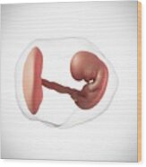 Human Embryo Age 8 Weeks #1 Wood Print