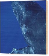 Humpback Whale Close Up Of Friendly #1 Wood Print