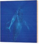 Humpback Whale Cow Calf And Male Escort Wood Print