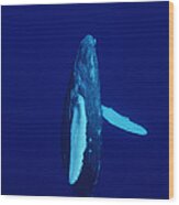Humpback Whale Curious Calf Maui Hawaii #1 Wood Print