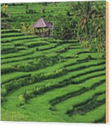 Indonesia, Bali, Rice Fields And #1 Wood Print