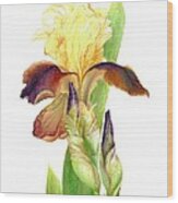 Iris Indian Chief / Sold Wood Print