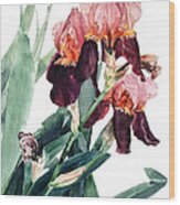 Watercolor Of A Pink And Maroon Tall Bearded Iris I Call Iris La Forza Del Destino Wood Print