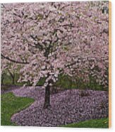 Japanese Cherry Tree #1 Wood Print