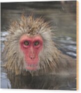 Japanese Macaque In Hot Spring #1 Wood Print