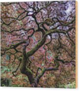 Japanese Maple Tree Wood Print