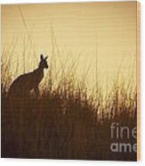 Kangaroo Silhouettes #1 Wood Print