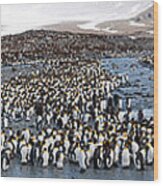 King Penguins Aptenodytes Patagonicus #1 Wood Print