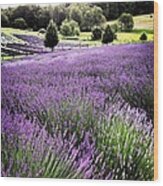 Lavender Farm Landscape #1 Wood Print