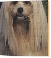 Lhasa Apso #1 Wood Print