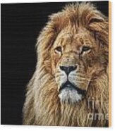 Lion Portrait With Rich Mane On Black #1 Wood Print