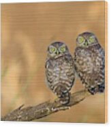 Little Owl Athene Noctua Couple #1 Wood Print