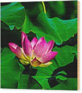 Lotus Blossom Wood Print