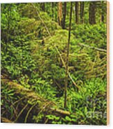 Lush Temperate Rainforest 1 Wood Print