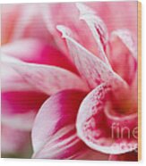 Macro Image Of A Pink Flower #2 Wood Print
