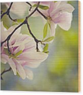 Magnolia Flowers Wood Print